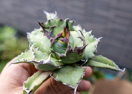 Agave titanota dwarf 姫厳龍NO.2   (G)