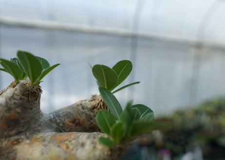 パキポディウム　エブレネウム　Pachypodium eburneum　No.3