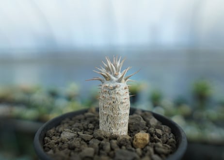 パキポディウム　カクチぺス　Pachypodium cactipes  No.2