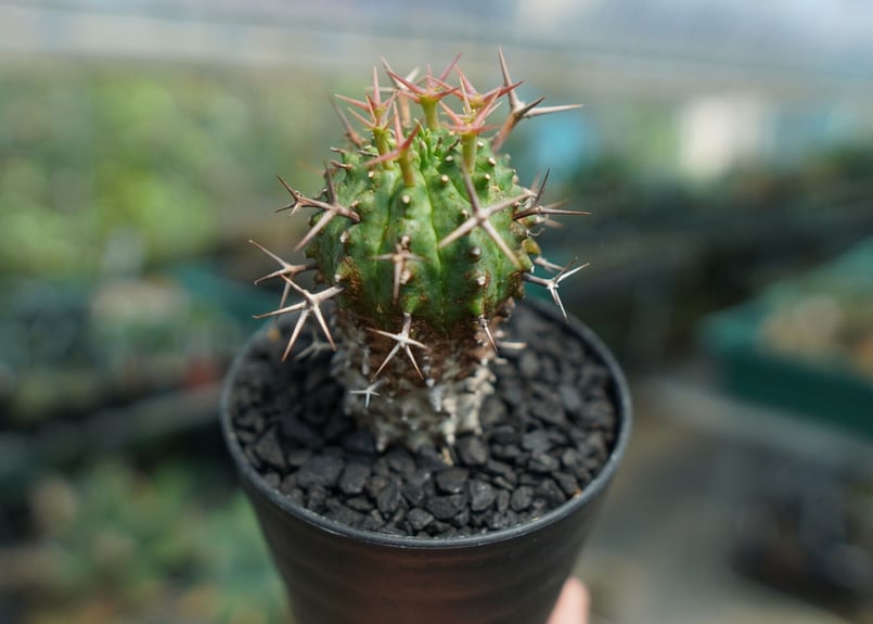 ユーフォルビア 群星冠 Euphorbia stellispina | mana's farm