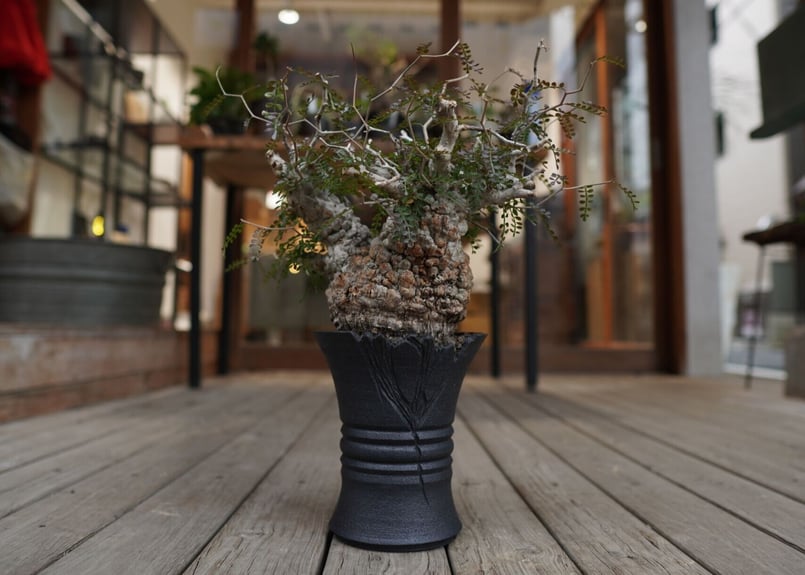 オペルクリカリア パキプス Operculicarya pachypus | mana's f