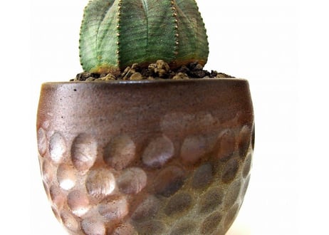 ユーフォルビア オベサ　euphorbia Obesa