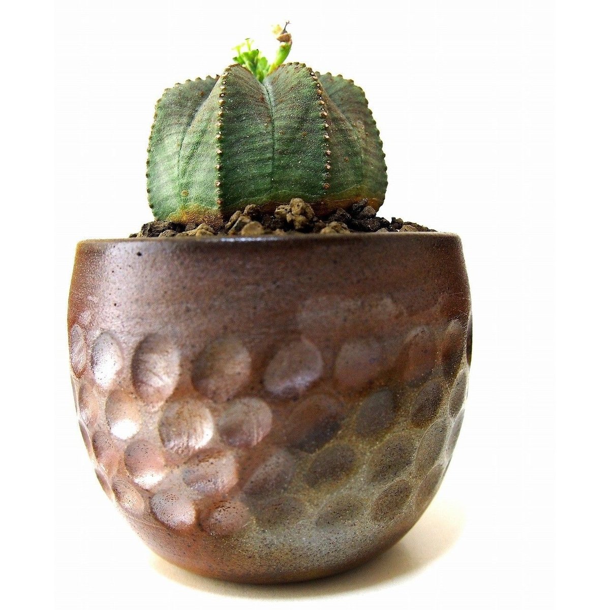 ユーフォルビア オベサ euphorbia Obesa | mana's farm:塊根植物・