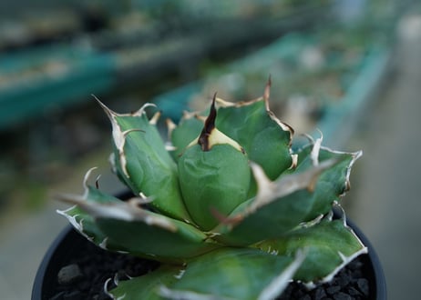 アガベ　チタノタ　鬼爪雪峰  Agave titanota “Onitsume Yukimine No.1