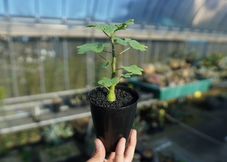 アデニア　グラウカ　Adenia glauca  No.1