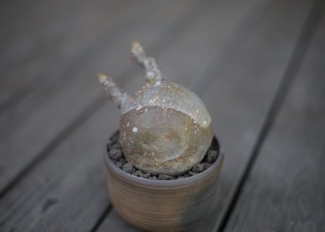 パキポディウム  グラキリス Pachypodium Gracilius