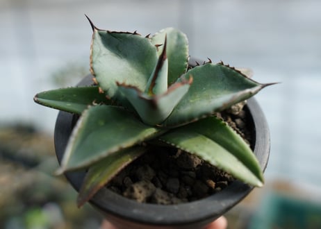 アガベ　チタノタ　ブルー　Agave Titanota Blue　No.1