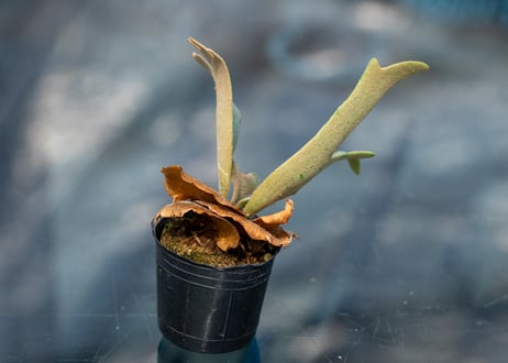 P. willinckii 'Nano' (spore)