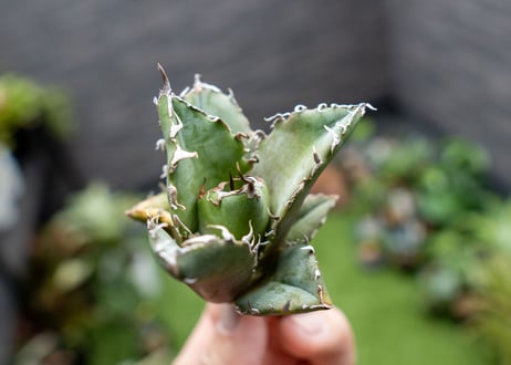 Agave titanota 白鯨嚴龍 カキコ NO.3