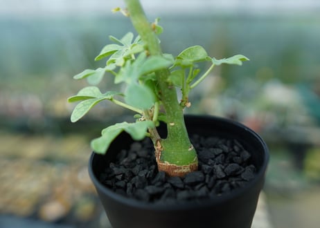 アデニア　グラウカ　Adenia Glauca　No.1