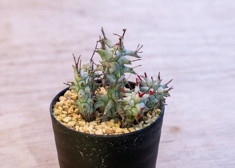 白虎 カキコ ユーフォルビア ポリゴナ ホリダ モンスト 綴化 白虎 カキコ ユーフォルビア ポリゴナ ホリダ モンスト 綴化