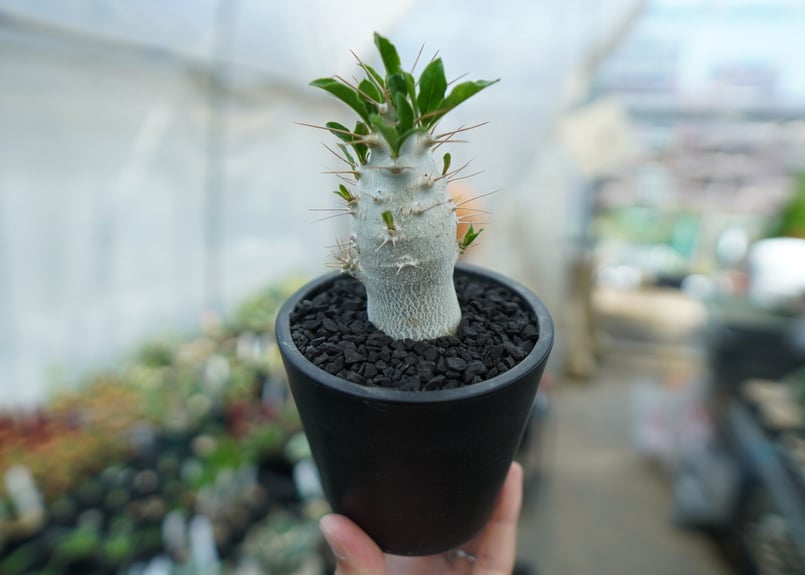 パキポディウム サンデルシー Pachypodeium saundersii No.8 |
