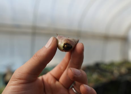 【抜き苗】アガベ　チタノタ　白鯨　Agave titanota White whale