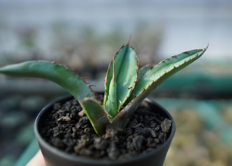 アガベ　チタノタ　 ブラックアンドブルー 　Agave titanota black and blue　A16