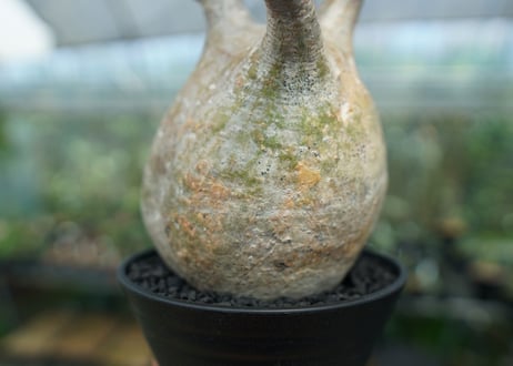 パキポディウム　グラキリス　 Pachypodium Gracilius  No.8