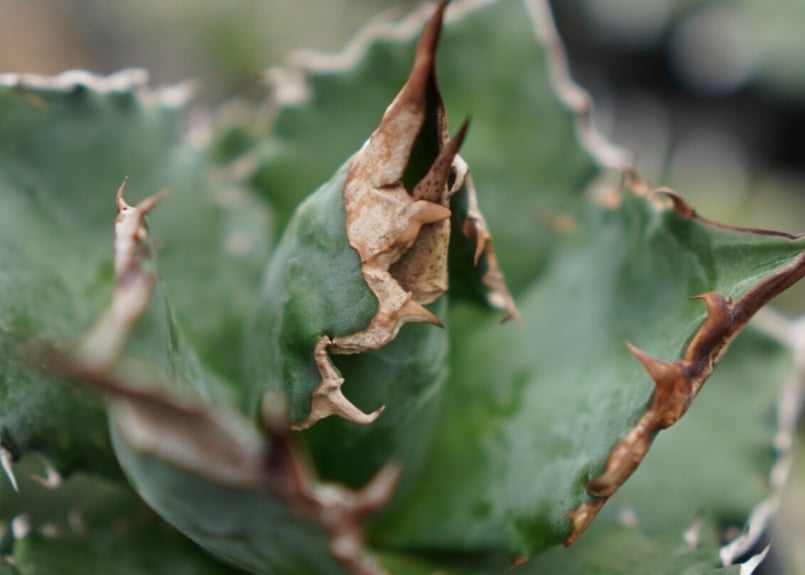 Agave White flame B 白火焔 NO.2 | mana's farm:塊根植