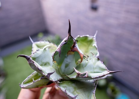 Agave B&B C NO.3