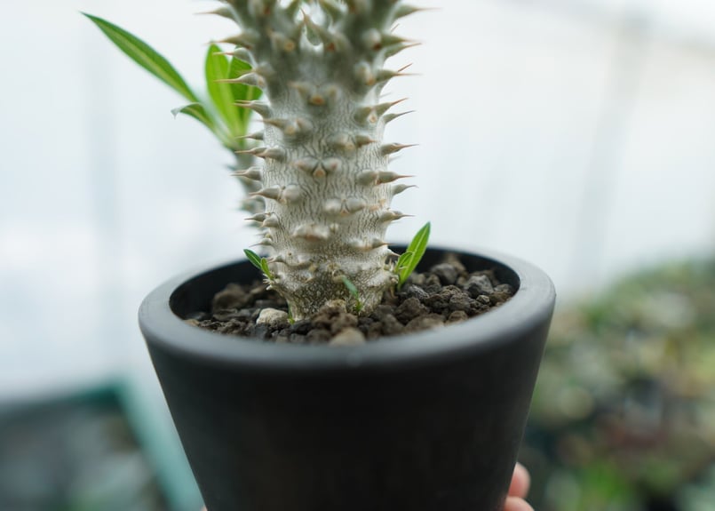 パキポディウム ホロンベンセ Pachypodium horombense No.11 |