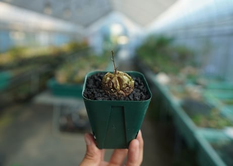 亀甲竜　Dioscorea elephantipes　No.3