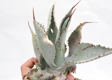 Agave pygmaea 'Dragon Toes' PUP no.3