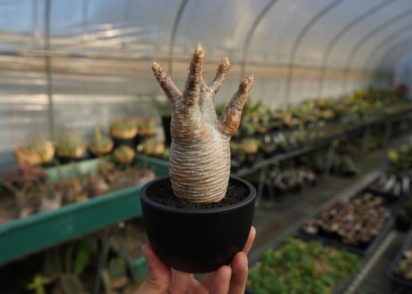 パキポディウム　グラキリス　 Pachypodium Gracilius  No.8