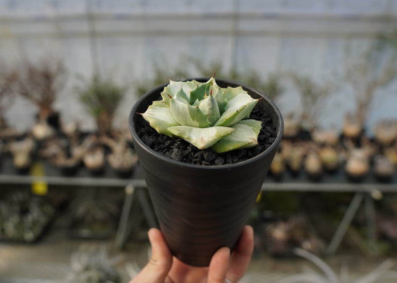 アガベ 王妃雷神錦 白中斑 Agave “Ohi Raijin Nishiki Shirona