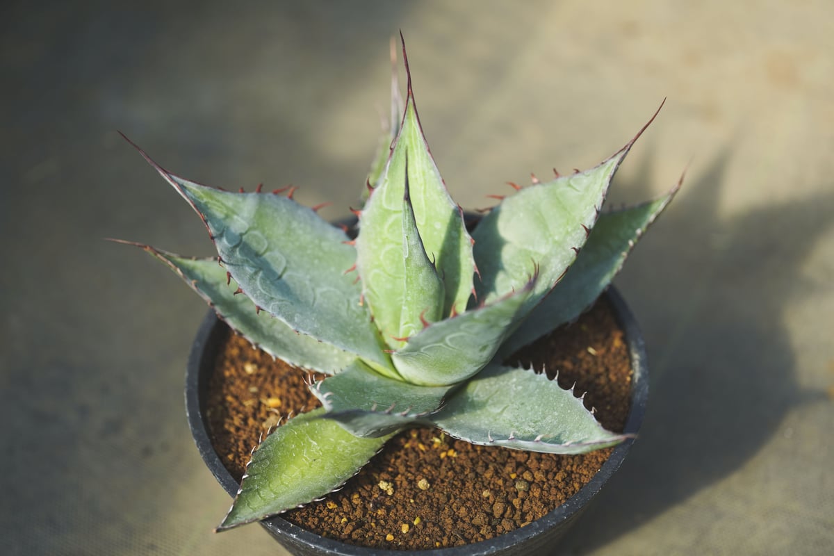 アガベ　パラサナ実生&モンタナ実生　あすかさん アガベ パラサナ 実生 | mana's farm:塊根植物・アガベ・ドライ