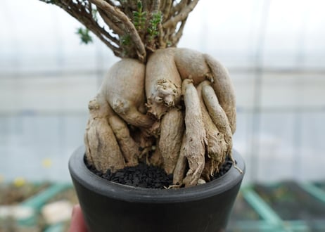 姫紅小松　Trichodiadema bulbosum  No.4