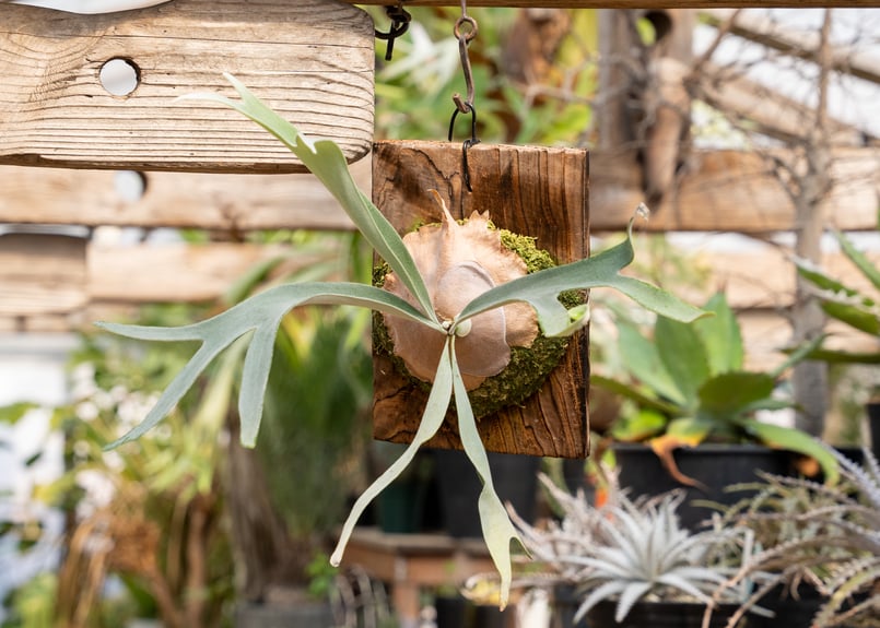 P. veitchii 'Lemoinei' (TC) | mana's farm:塊根植物・