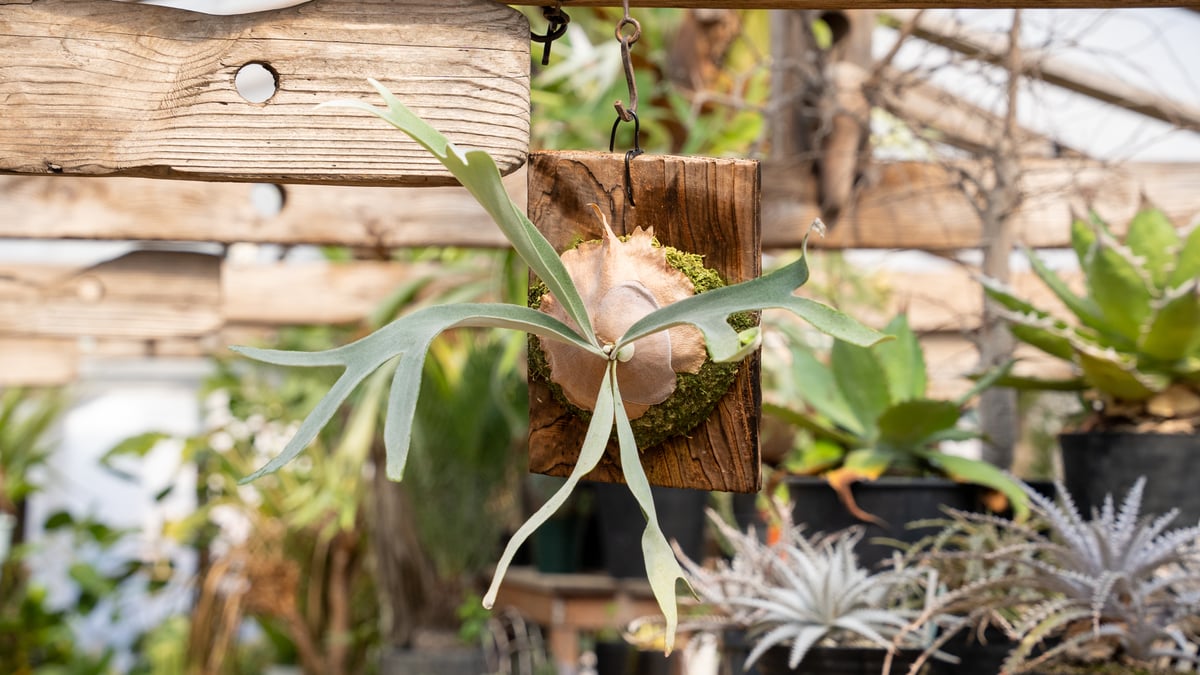 P. veitchii cv Lemoinei ベイチー　レモイネイ ビカクシダ veitchii ' Lemoinei '子株群生 ビカクシダ レモイネイ