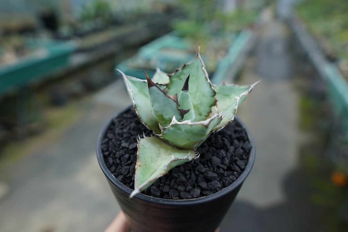 fit=scale-down,w=1200