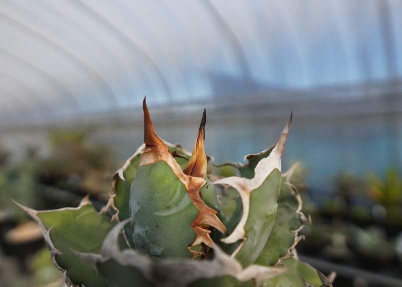 agave titanota chocolate kiss | mana's farm:塊根植