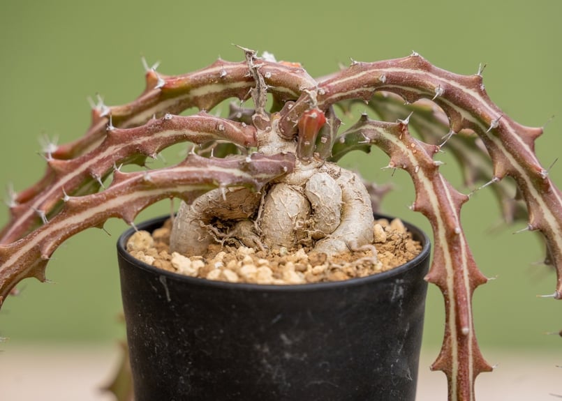 15-20年モノ 親株 ユーフォルビア クンチー クンチー 5号 - 植物と暮らす m-plant