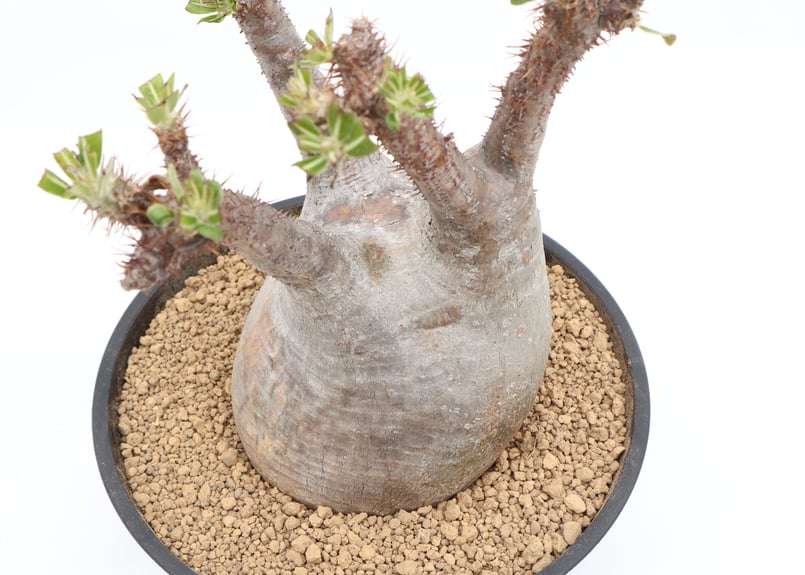 パキポディウム グラキリス 未発根 | mana's green:塊根植物販売 パキポディウム グラキリス 未発根 | mana's green:塊根植物販売