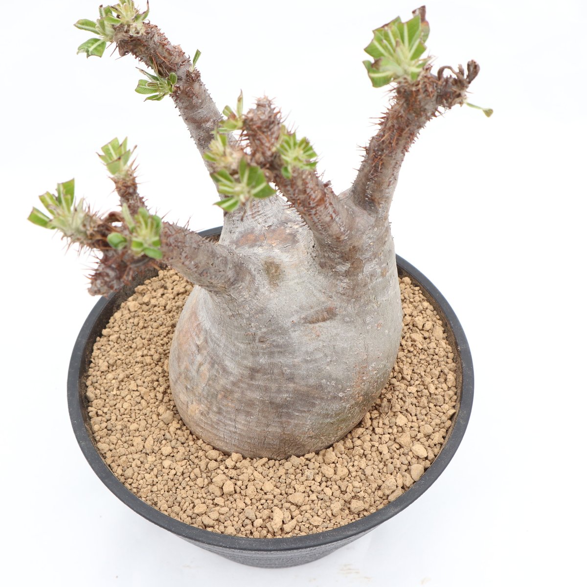 パキポディウム グラキリス 未発根 | mana's green:塊根植物販売 パキポディウム グラキリス 未発根 | mana's green:塊根植物販売