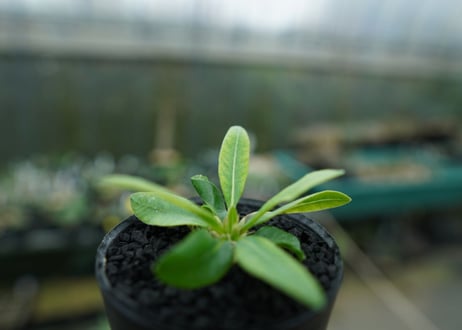 パキポディウム　恵比寿笑い　Pachypodium brevicaule　No.6