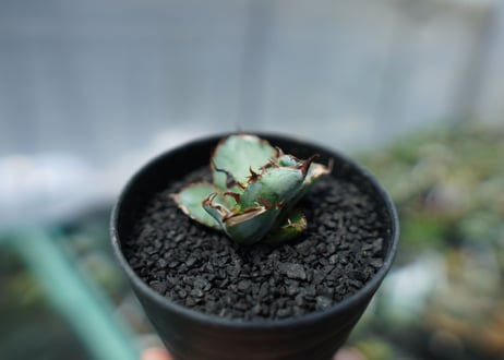 アガベ　チタノタ　 ブラックアンドブルー 　Agave titanota black and blue　No.1