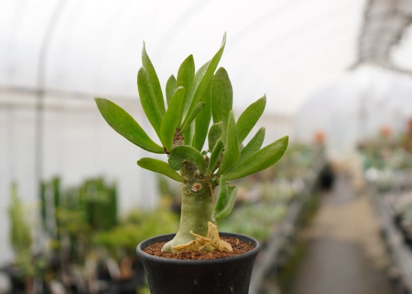 極太　チレコドン　パニクラーツス　阿房宮　冬型コーデックス　塊根植物 観葉植物 極太 チレコドン パニクラーツス 阿房宮 冬型コーデックス 塊根植物