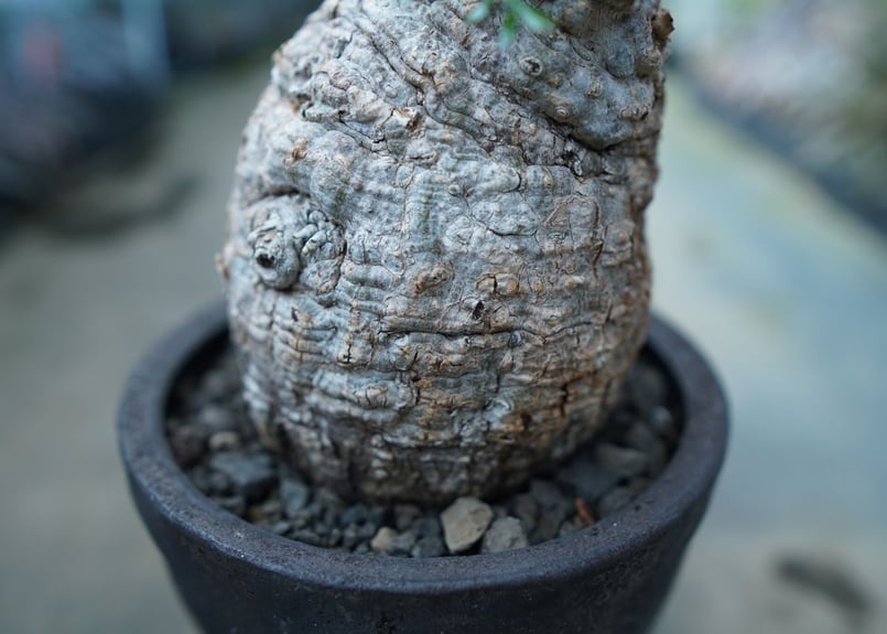 オペルクリカリア パキプス Operculicarya pachypus | mana's f