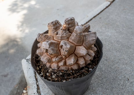 【長谷川園芸産】亀甲竜　Dioscorea elephantipes　５寸