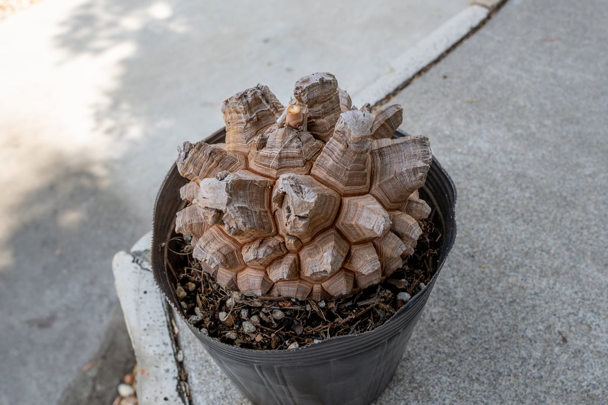 長谷川園芸産】亀甲竜 Dioscorea elephantipes 5寸 | mana's