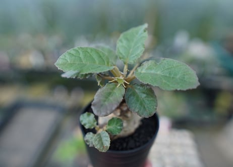 ドルステニア フォエチダ Dorstenia foetida