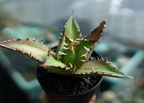 アガベ　チタノタ　レッドキャットウィーズル　Agave titanota Red catweezle　No.8