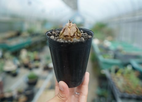 亀甲竜　Dioscorea elephantipes　No.5