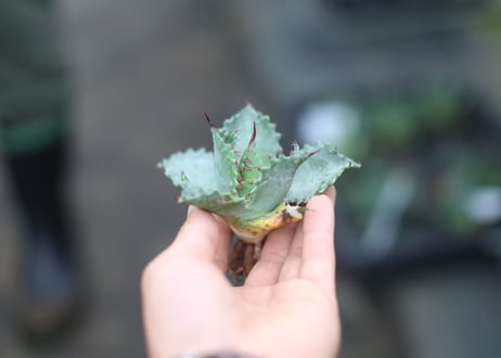 Agave parrasana x isthmensis