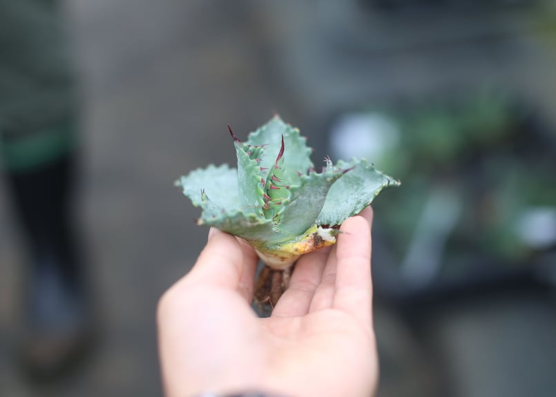 Agave Parasana×Ishmensis hybrid パライシ Agave parrasana x isthmensis | mana's farm:塊根植物