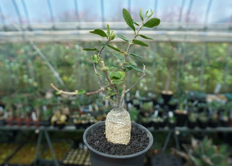 フォッケア　エデュリス　”火星人”　Fockea edulis  No.1