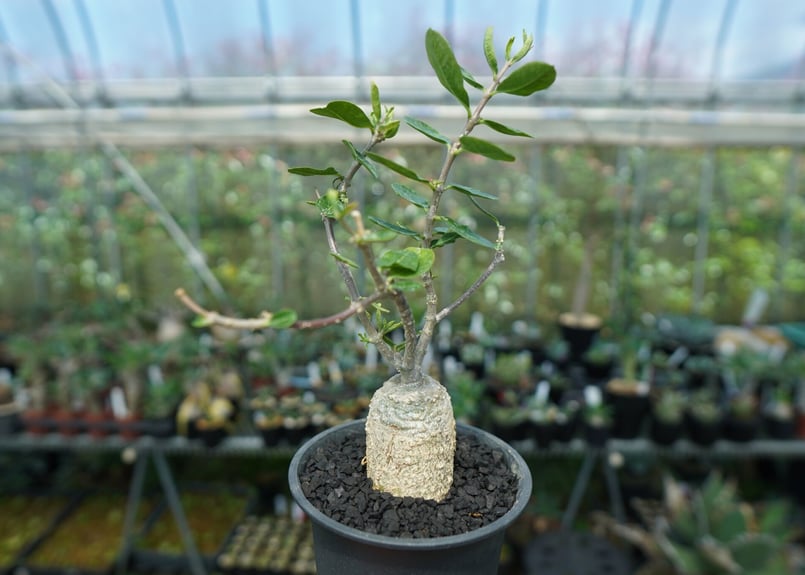 フォッケア エデュリス ”火星人” Fockea edulis No.1 | mana's