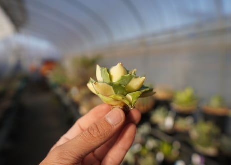 agave 王妃雷神黄中斑 NO.4