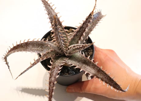 Dyckia T-Rex X Keswick